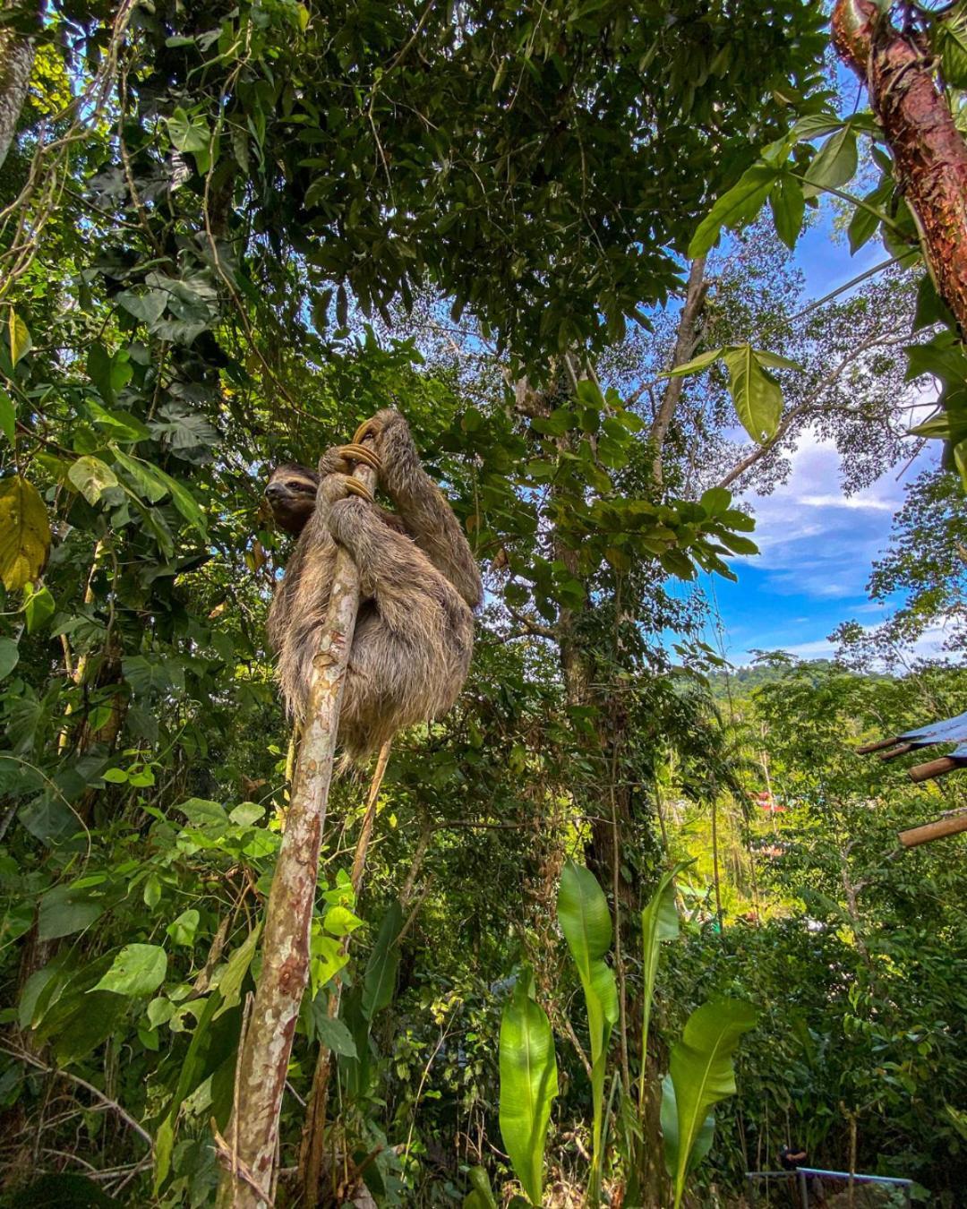 Colina Secreta - Glamping&Villas Puerto Viejo de Talamanca Esterno foto